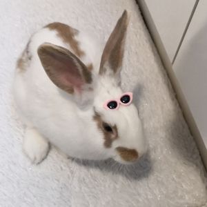 💥3 for $15 /Pet Dog sunglasses hair accessory